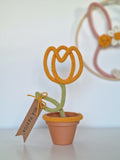 Tulipa